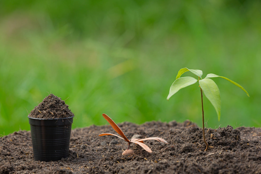 Nachhaltige Unkrautkontrolle im modernen Gartenbau