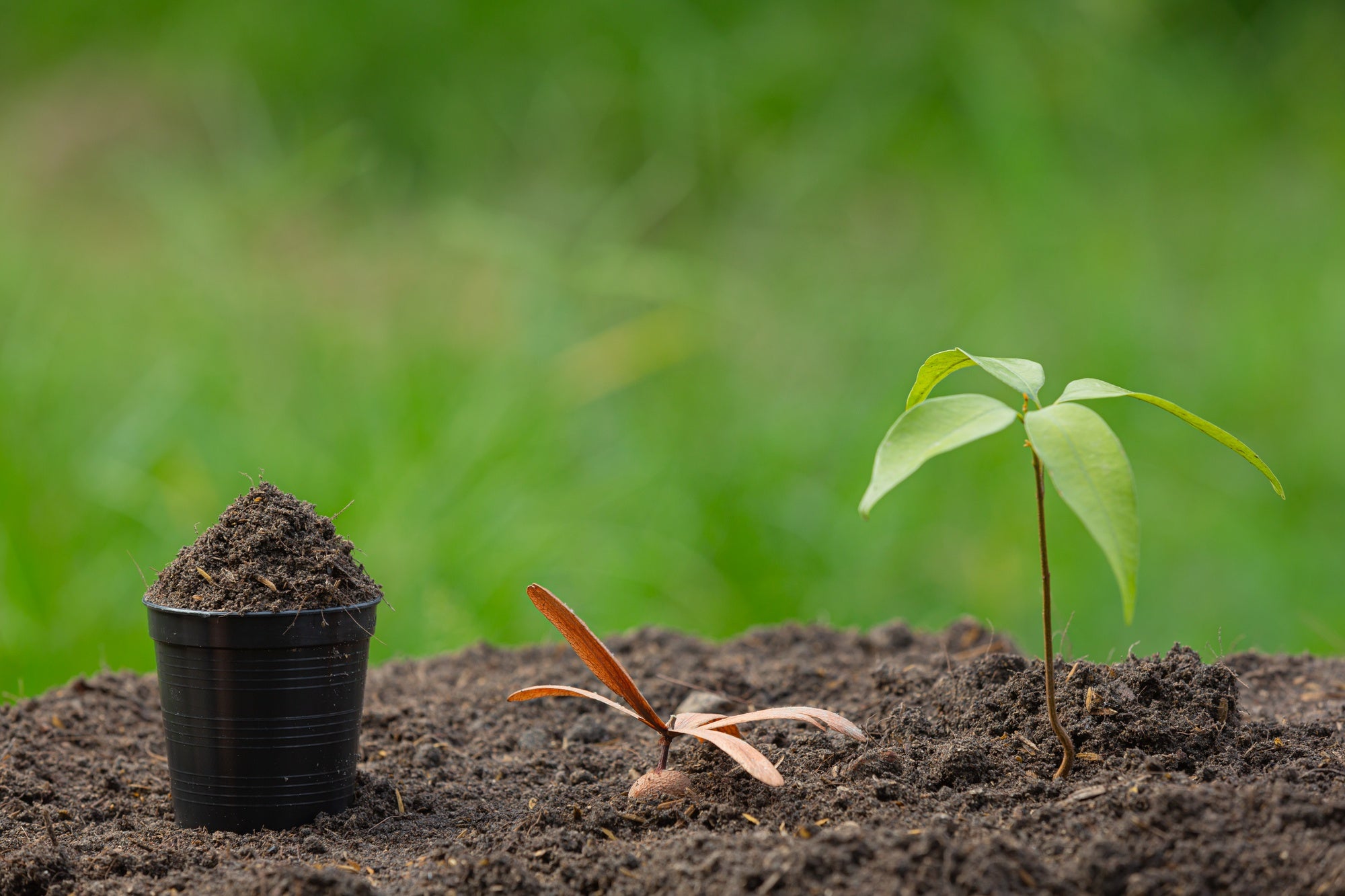 Nachhaltige Unkrautkontrolle im modernen Gartenbau