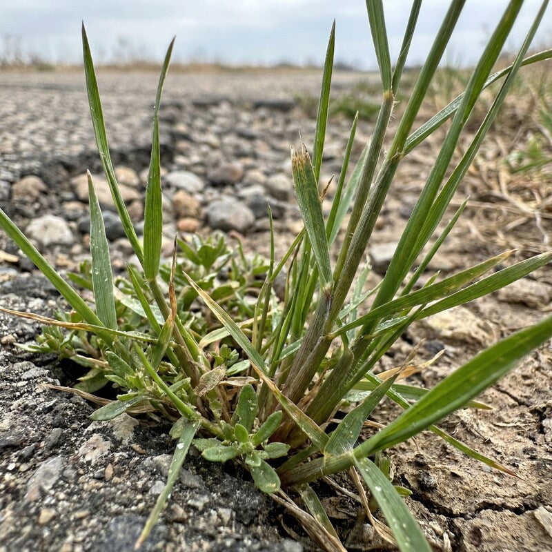 Mehrjährige Gräser