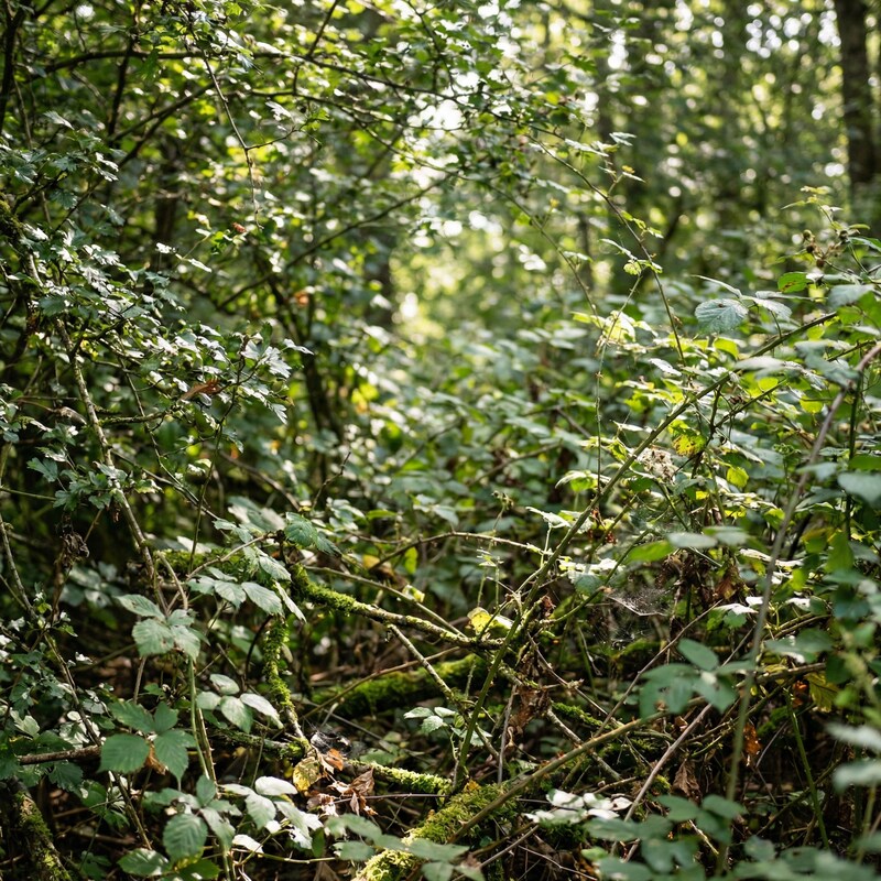 Verholztes Gestrüpp